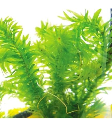 Amazon | 水草 金魚藻にも最適です 状態にこだわったアナカリス