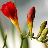 チューアフリージー球根、花の種、室内ポット花蘭、Freesia Rhizome花球根花の静かな家庭植物 - 2電球陸軍緑