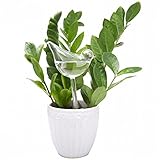 【Rurumi】小鳥 かわいい プランター 給水器 2個 セット ガラス 製 水やり 鉢植え 植木鉢 ガーデニング 鉢花 観葉植物