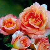 バラ苗 フィオナーゲラン 国産大苗オリジナル角鉢7号 返り咲き オレンジ系 ギヨーローズ（フレンチローズ）