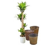 ドラセナ・マッサンゲアナ10号サイズ 【バスケット(鉢カバー) 付き】 バスケット03