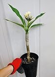 プルメリア苗木 ５号枝無し！花芽付き お任せ株！
