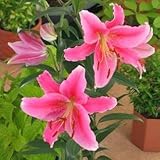 オリエンタルユリ　アカプルコ　１球入