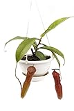 食虫植物 Nepenthes 'Facille Koto'(ネペンテス ファシール コト)♀ KI