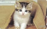 テレホンカード テレカ 子猫 猫 ねこ ネコ 仔猫 動物 50度数