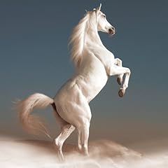 ���O���e / HiGE