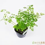 チャービル 【苗】 ９ ｃｍ ポット ＜当店は 苗 種 鉢 培養土 ニーム の専門店＞