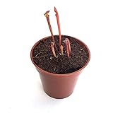 【食虫植物】Sarracenia flava var. rubricorpora (seedling) (サラセニア フラバ var. ルブリコーポラ) 実生系【Baby plants】
