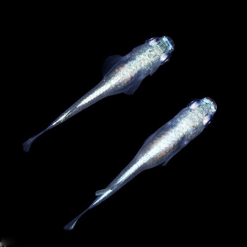 最近メダカビオトープが凄く気になってる【マツコの知らないメダカの 
