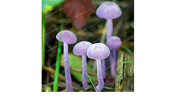 Amazon Co Jp 100個 袋ハッピーファームは珍しいキノコおかしいsucclent植物食用の健康野菜種類のキノコ 15 ホーム キッチン