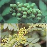 山椒（サンショウ）2種セット（朝倉とブドウ山椒）4～5号ポット[実採り用人気品種]