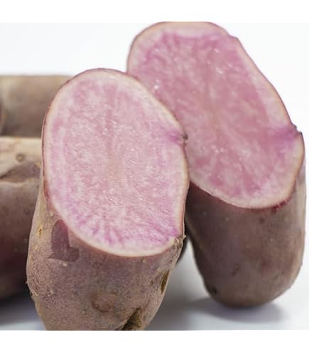 Amazon.co.jp: 北海道産 じゃがいも 種芋 キタアカリ サイズSやM 1.2kg