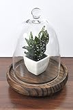 PLATA ディスプレイ 用 ミニ サボテン 【 B + ガラス蓋 木皿 セット 】 人工 観葉植物 グリーンポット YWX135--B-YWX132