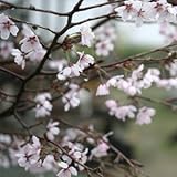 チシマザクラ 3寸ポット