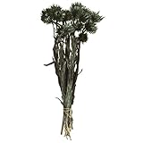 東京堂 ドライフラワー ミニシルバーデージー (25g入) #フォレスト FD032001-025