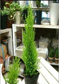 Amazon Co Jp コニファー ウィルマ ゴールドクレスト 3号ポット苗 苗木 自分流のガーデニングに仕上げて下さいちょっとしたクリスマスツリーや植え替え 寄せ植えなどに Diy 工具 ガーデン