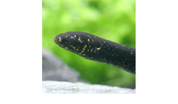 Amazon 熱帯魚 レピドシレン パラドクサ ベビー １匹 北海道航空便要保温 Charm チャーム 水槽 アクアリウム 通販