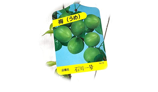 Amazon 梅 苗木 石川一号 12cmポット苗 うめ 苗 ウメ 果物