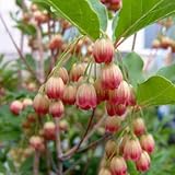 ドウダンツツジ：口紅錦（口紅更紗）4.5～5号ポット[弁先の紅色が鮮やかなどうだんつつじ]