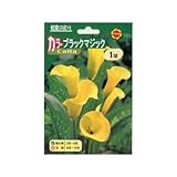 春植え球根 カラーブラックマジック イエロー (139893)
