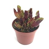 食虫植物　Sarracenia purpurea ssp. purpurea YN　(サラセニア プルプレア )