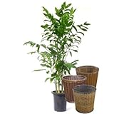 チャメドレア【バスケット(鉢カバー) 付き】 バスケット02