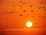 らくじつのPHOTOシリーズが登場しました。Summer Vocation 1 ふすま紙か壁紙か水田写真 A タィブ