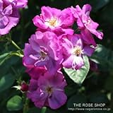 バラ苗 ラプソディーインブルー 国産大苗6号スリット鉢 フロリバンダ(FL) 四季咲き中輪 半つる性 モダンシュラブローズ 紫系