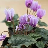 シクラメン・ネアポリタナム