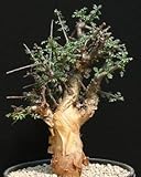 Commiphora sp Langobaya Hills - Caudiciform - 1 seeds