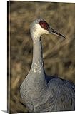 ウィリアム・Suttonプレミアムシックラップキャンバス壁アート印刷題名Sandhill Crane 16" x 24" 2301745_24_16x24_none
