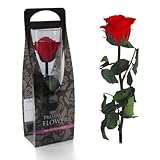 ショートステムローズ ホットピンク 165-51021-8