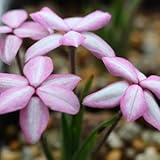 [ アッツザクラ ] 千代鶴