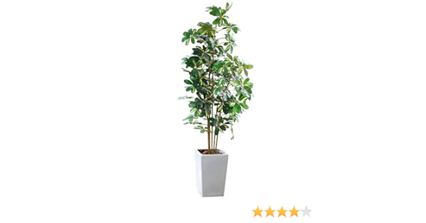 海外 正規品 斑入り シェフレラ カポック ナチュラル 大型 造花 観葉植物 フェイクグリーン Story Flower 神戸花物語 Kobe 鉢植 Ct触媒加工済 高さ180cm Ka 16 Tb 陶器製 白鉢 造花