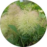 スモークツリー 苗木 グリーンファウンテン 13.5cmポット苗 3年生苗 スモークツリー 苗