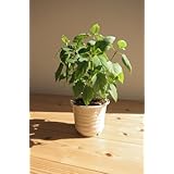 アナベルアジサイ 鉢植え 贈り物や プレゼントに アナベルの 純白のアジサイを