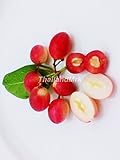 Thai Karanda Carissa carandas Apocynaceae 10 Seeds ThailandMrk
