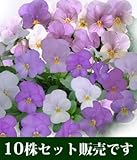 ビオラ ビッツ系 ルミナリエ 10.5cmサイズ大ポット 10ポットセット パンジー ビオラ すみれ 苗 寄せ植え