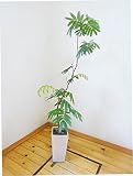 【送料無料】【一鉢限定】スクエア陶器鉢仕立ての素敵なエバーフレッシュ/130cm(7号)