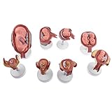 臨月の胎動の位置について ベビーテクニック