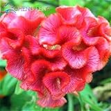 A Bag 200pcs Cockscomb Seeds Home Potted Seed Garden Flower In Bonsai Variety Complete The Budding R