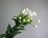 ブーバリヤ 生花 切り花 Ｗスープリムなど 5本