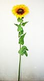 ヒマワリ【特大】【180cm】【造花】【観葉植物】vt-1994ｋ