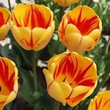 チューリップ　ジュリエット　５球入