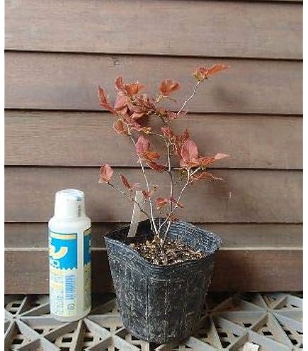 Amazon｜ナツハゼ 2本立ち 山採り｜観葉植物 オンライン通販