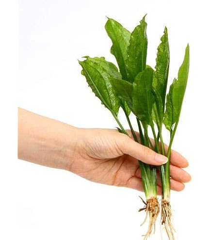 Amazon.co.jp: （水草）エキノドルス ホレマニーグリーン レッドエッジ