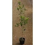 キンモクセイ 5号ポット