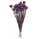 東京堂 ドライフラワー ミニシルバーデージー (25g入) #パープル FD032001-017