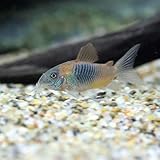 Amazon 熱帯魚 コリドラス エレガンス ワイルド 3匹 北海道航空便要保温 Charm チャーム 観賞魚 水中生物 通販 Amazon 熱帯魚 コリドラス エレガンス ワイルド 3匹 北海道航空便要保温 Charm チャーム 観賞魚 水中生物 通販