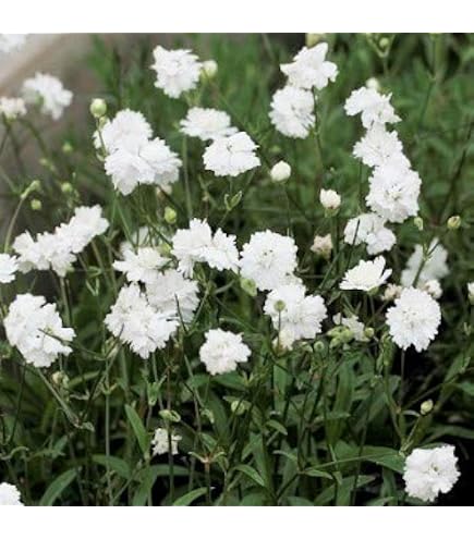 Amazon.co.jp: 宿根カスミソウ ホワイト苗 八重咲き 多年草 : DIY